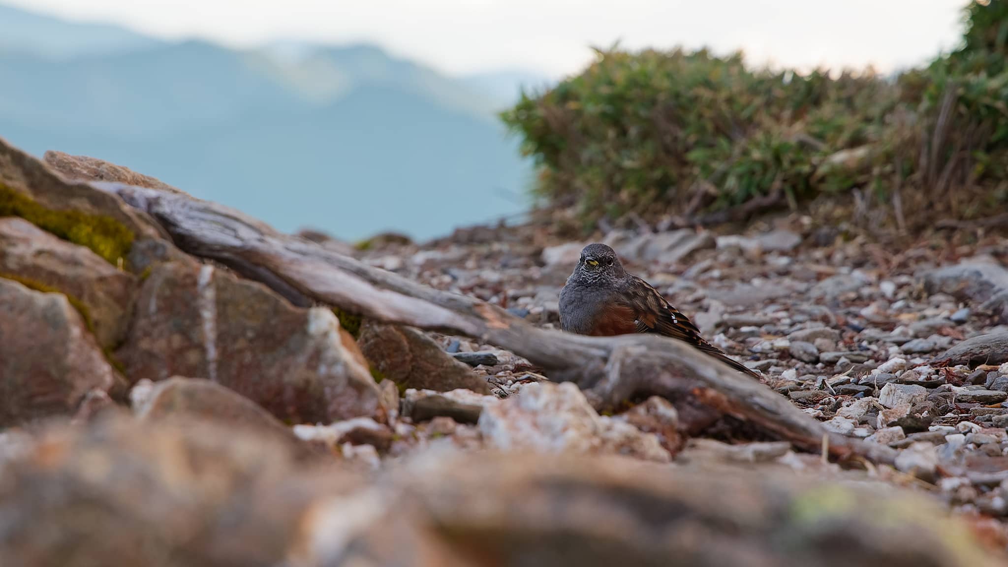 03 - Hehuanshan (26).jpg